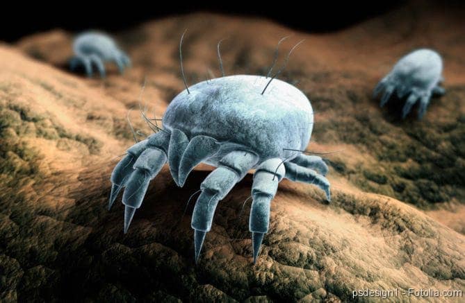 Ratgeber für saubere Raumluft und ein gesundes Zuhause 3 IMG 9452