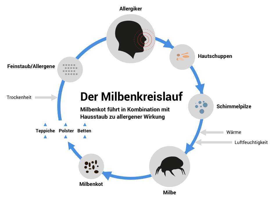 Hausstaubmilben im Bett – Ursachen und 7 Tipps für Allergiker 3 Der Milbenkreislauf
